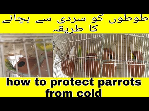 how to protect parrots from cold) طوطوں کو سردی سے کیسے بچائیں #bajriparrot #cold #protection