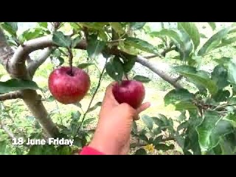 Video: 54-118. Krājums: Kas Tas Ir ābelēm? Puspundura Potcelma Apraksts Un Raksturojums. Ābolu Augstums Un Stādīšanas Modelis Uz Krājuma