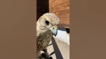 КОШКА и СОКОЛ