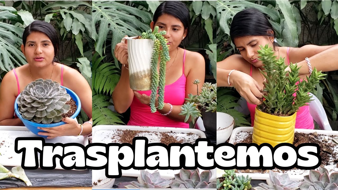 Trasplantando algunas SUCULESTAS