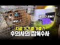 ☎️선생님.. 꼬맹이가 도망갔어요☎️ #길냥이 #고려동물메디컬센터 #vlog #브이로그