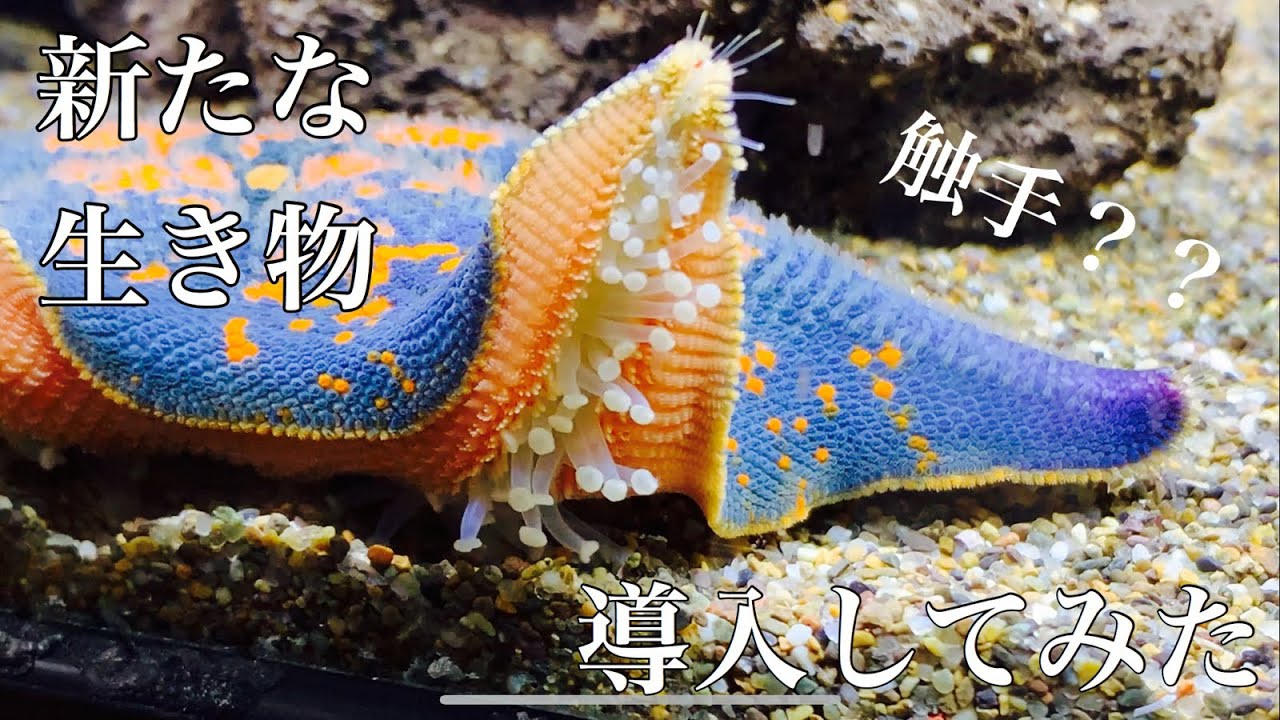 アクアリウム 巨大ヤドカリ水槽に新たな生物としてヒトデ導入してみた 海水魚水槽 Youtube