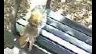 persistent squirrel