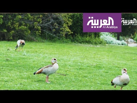 إفريقيا الأخرى أجمل حديقة نباتية ومحمية طبيعية عمرها 100 عام في جنوب إفريقيا