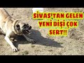 SİVAS'TAN GELEN KURTÇUL DİŞİ SAF KANGAL DERMANA ATARLANDI!