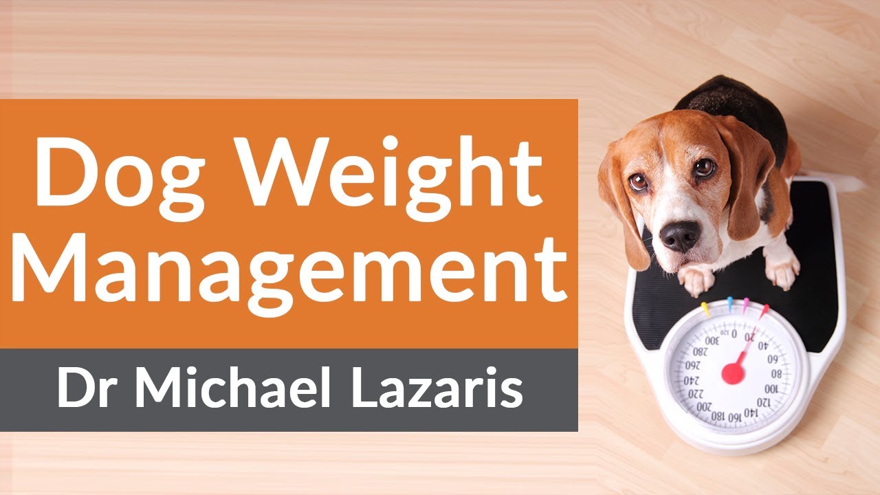 3 Checks To Tell If Your Dog Is Overweight