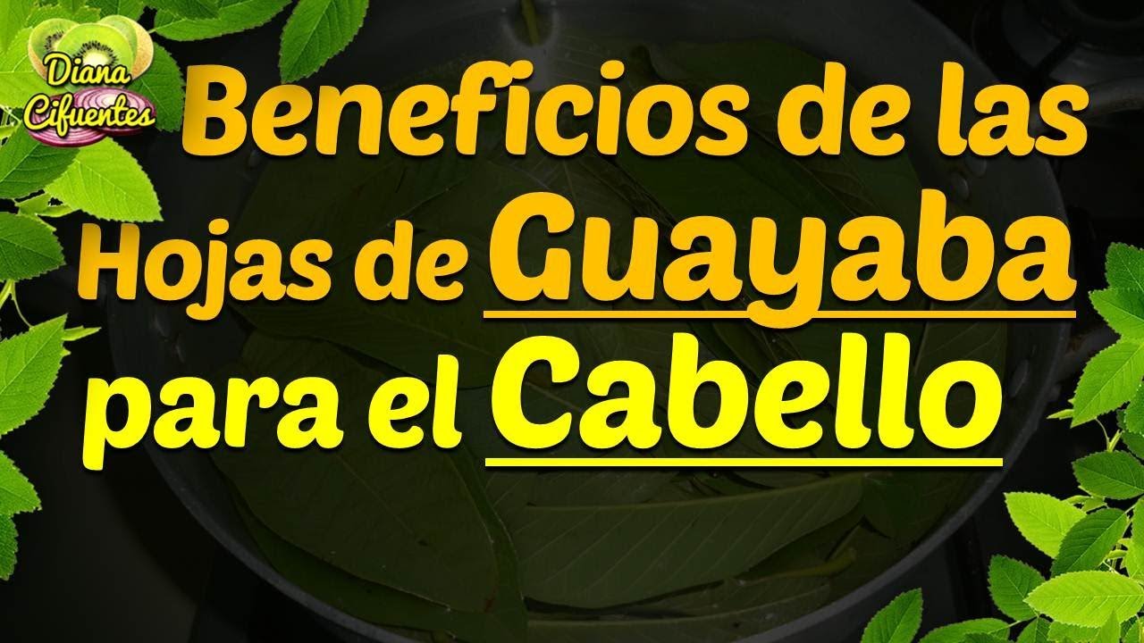 Beneficios De Las Hojas De Guayaba Para El Crecimiento Del Cabello