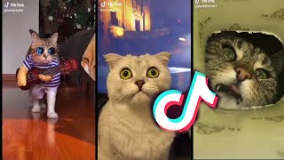 Tik Tok Cats Compilation😻 2020 - Lovely Animals