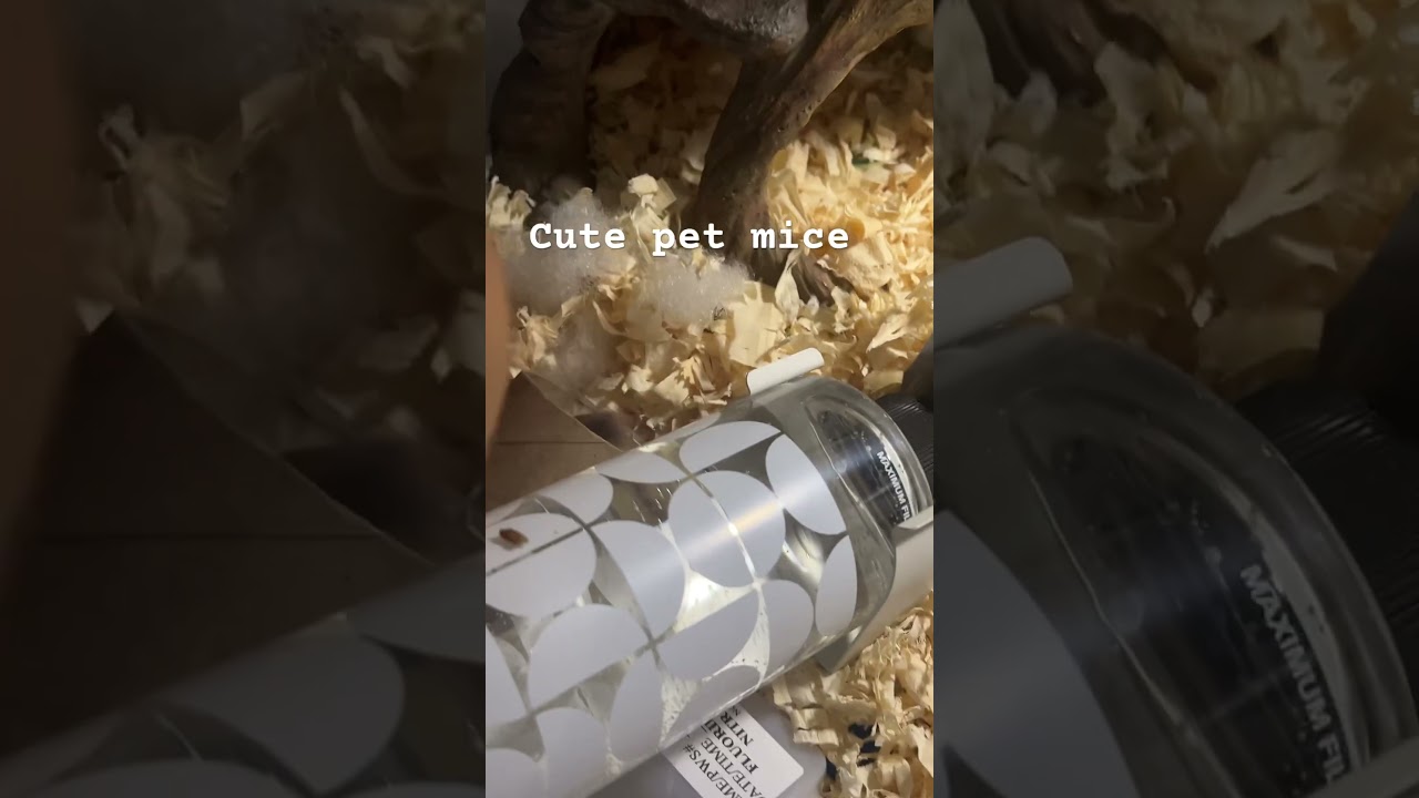 Cute pet mice 