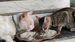 Cats eating video 😺 | mukbang video | new cat video #trending #cat #catvideos #cats  #viralvideo 