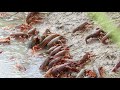 Red Swamp Crayfish AKA Crawfish exiting crawfish pond being drained.