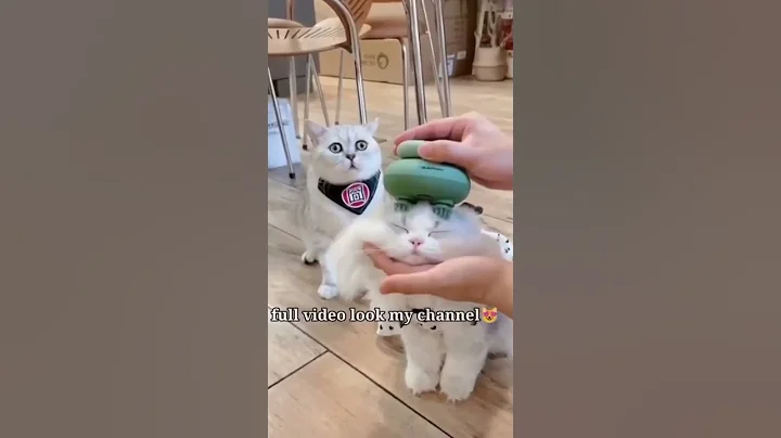 Video 11856421: cats compilation cute funny