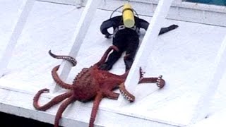 WEIRDEST DANK MEMES COMPILATION V69