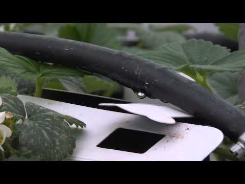 აგრო რჩევები | ანონსი