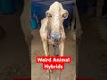 انسانوں کے ذریعہ تخلیق کردہ سب سے عجیب و غریب جانوروں کا ہائبرڈ