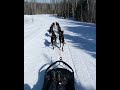 Sprint Racing Sled Dogs at 20 mph in Slow Motion