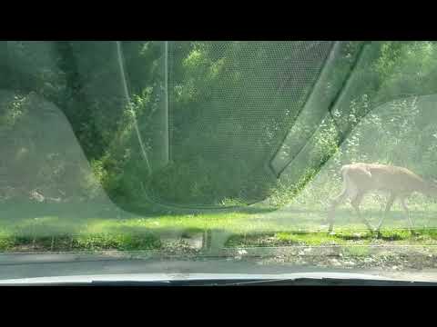 2 Momma deer, 3 Baby deer & a squirrel