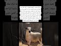 الشناقة مصبرين راسهم وتيقولوا ان الشرا قليل حيت المواطن تيتسنى الخلصة ديال اخر الشهر دوز ليه المغرب