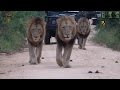 Lions Blocking The Road Create A Morning Traffic Jam In The Bush!