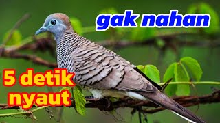 Download lagu Masteran perkutut tembakan rapat full power