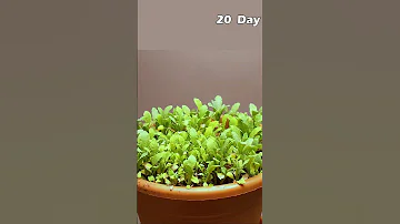 Growing Poppy Plant From Seeds 
