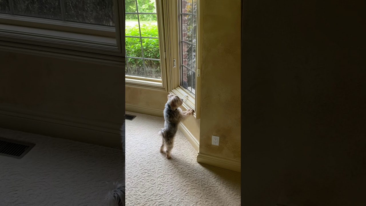 Morkie Barking