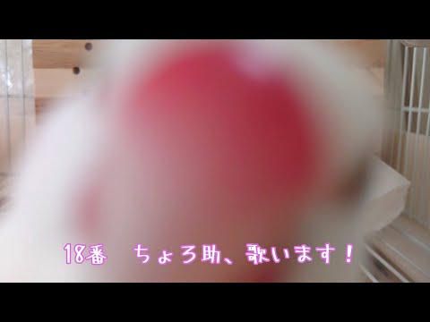 bird landと文鳥のど自慢