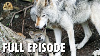 Wild America (1991) | S11 E8 'Shades of Gray' | Full Episode | FANGS