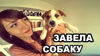 ЗАВЕЛА СОБАКУ || ДЖЕК РАССЕЛ ЗАВЕЛА СОБАКУ || ДЖЕК РАССЕЛ