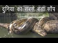        biggest snake in the world  anaconda snake in hindi