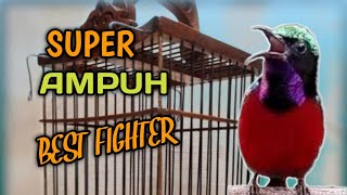 Download Lagu pancingan BUNYI kolibri ninja SUPER ampuh | pancingan kolibri ninja ampuh MP3 Download Lagu pancingan BUNYI kolibri ninja SUPER ampuh | pancingan kolibri ninja ampuh MP3