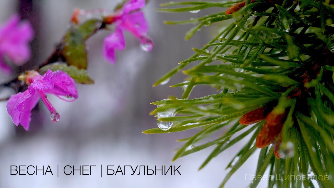 Весна | Снег | Багульник