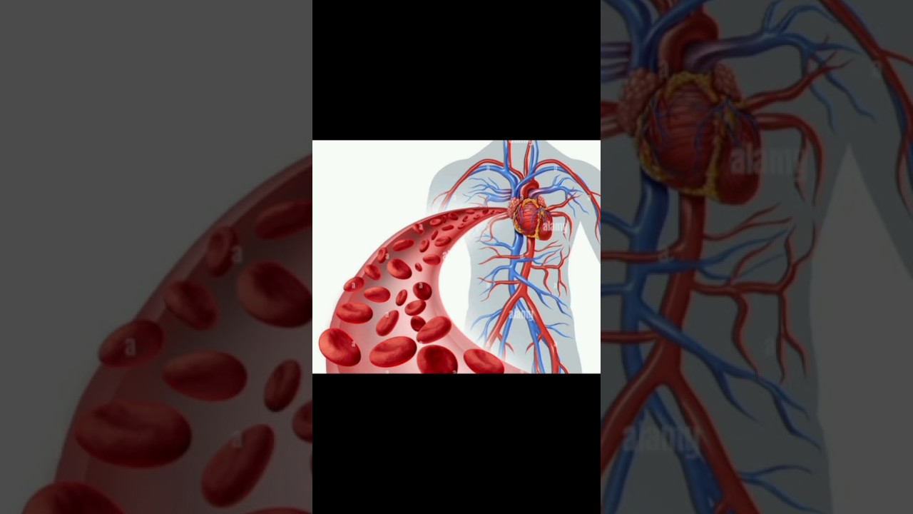 Artery, Vein and Capillaries.