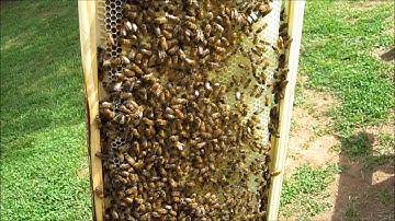 Foundationless Deep Frames Part 2