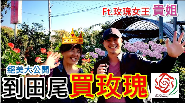 【田尾系列ep9】｜記得開字幕｜美加美玫瑰園，田尾老牌玫瑰園之一，滿園玫瑰在冬春季盛開，春假到田尾買花別錯過。＃玫瑰＃美加美玫瑰園＃月季＃田尾 - 天天要聞