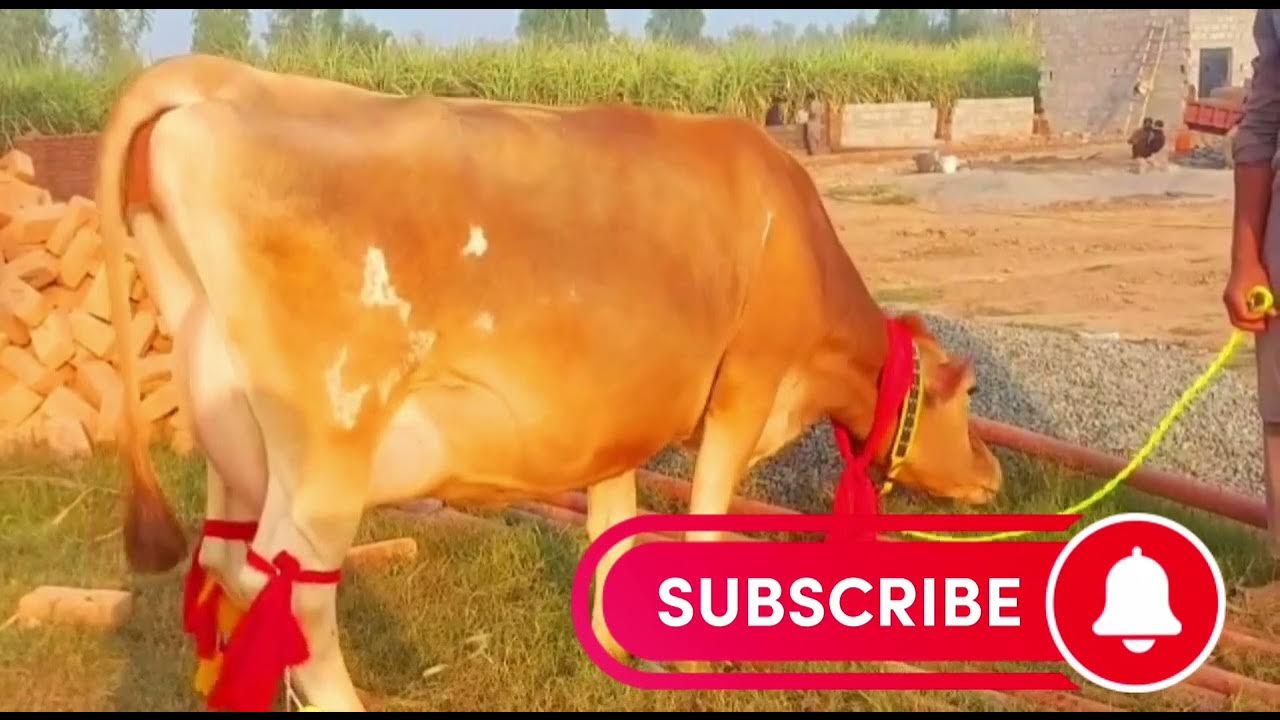 bhalwal-dairy-farm-sargodha-youtube