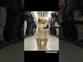 ぺこぺこです