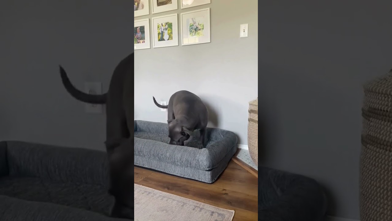 best budgets dogs tools for your funny animals 