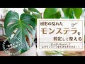 【暴れたモンステラをスッキリさせる！】伸び放題のモンステラの剪定方法