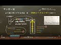 おうち生物　29 . サンガー法　（高校生物）