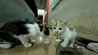 Cute kittens dringking water