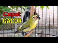 This pleci sound can make pleci gacor quickly