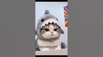 video kucing lucu bikin gemes #catlovers #cat #imut #funny #cute #fyp #shortvideo #catvidios