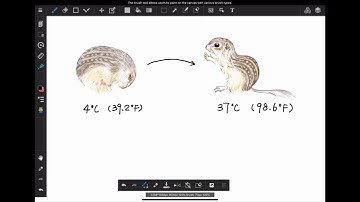 Why do scientists study squirrel hibernation?
