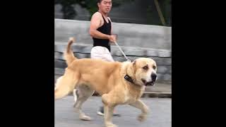 Huge Yellow Alabai.Alabai Central Asian Shepherd Biggest ferocious dog huge dog Giant dog