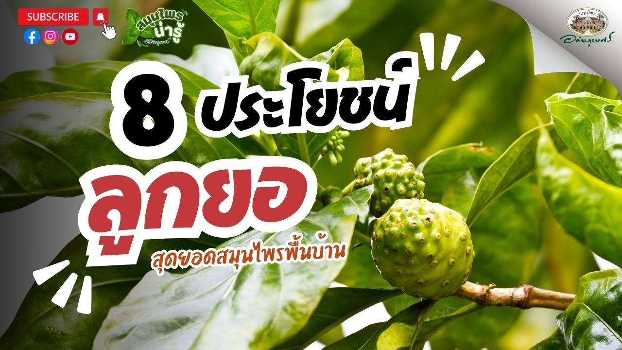 8 ประโยชน์ ลูกยอ สุดยอดสมุนไพรพื้นบ้าน lสมุนไพรน่ารู้ (2025)