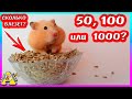 Сколько зёрнышек за щёки засунет хомяк? / 50,100 или 500?/ Больше чем у Mamix Live / Alisa Easy Pets