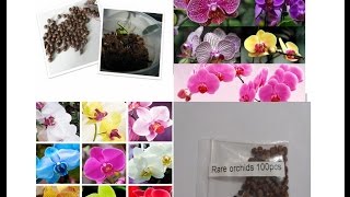 Что на самом деле растет из семян Орхидеи с Китая.Семена орхидеи из Китая Что на самом деле растет из семян Орхидеи с Китая.Семена орхидеи из Китая