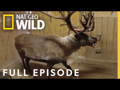 Reindeer Pedicure (Full Episode) | Secrets of the Zoo