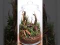 Making a moss terrarium in a jar